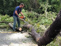 How Our Tree Care Process Works  in  Worth, IL